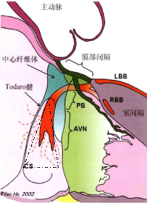 阵发性室上性心动过扑_阵发心房扑动_阵发性心房扑动吃什么药