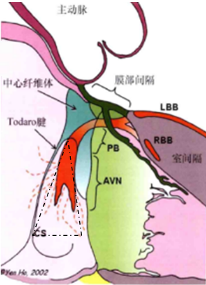 （医脉通）房室结性（node）的解剖研究