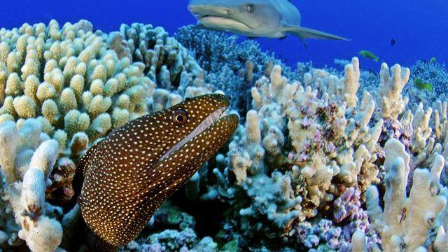 远古海洋生物霸主_远古海洋霸主_远古霸主海洋怎么打