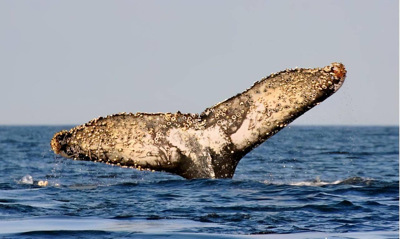 远古霸主海洋怎么打_远古海洋生物霸主_远古海洋霸主