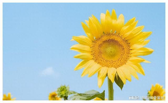 2022年单机游戏_2021推荐单机游戏_2024年好玩的单机游戏